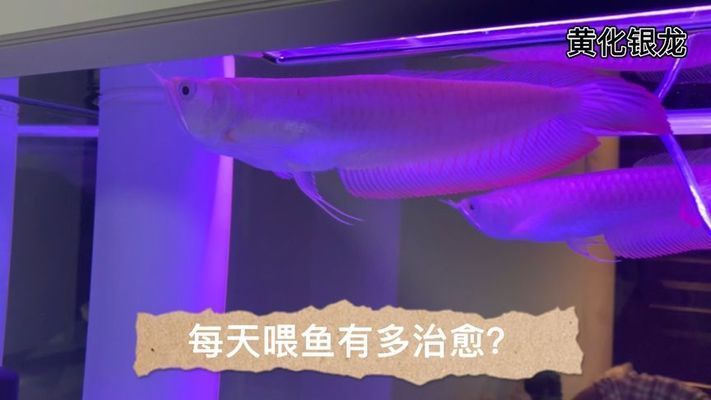 龍魚翹尾巴貼水面游是怎么回事？：龍魚翹尾巴貼水面游可能有多種原因