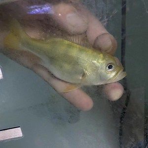 進口龍魚回國需要什么手續：進口龍魚回國涉及到一系列的手續和流程是根據搜索結果的