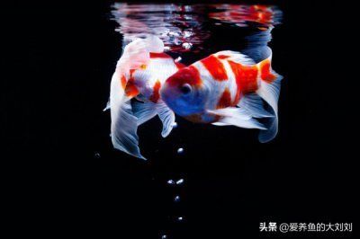 辦公室魚缸放在什么位置好（辦公室魚缸風水禁忌有哪些辦公室魚缸擺放在辦公室哪個方位好）