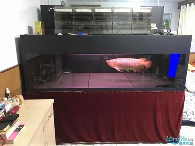 呼和浩特紅龍魚養殖基地電話多少（呼和浩特紅龍魚養殖基地的電話號碼以及相關信息的獲取途徑）