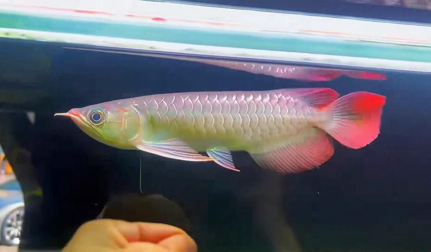 哪種紅龍魚最好養活一些圖片視頻