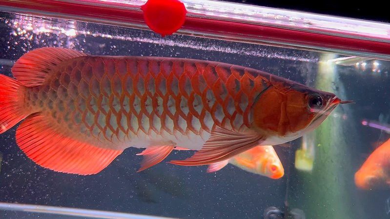 哪種紅龍魚最好養活一些圖片視頻