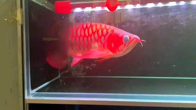 哪種紅龍魚最好養活一些圖片視頻