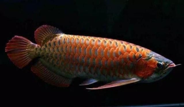雷龍魚最貴的品種有哪些（最貴的雷龍魚品種）