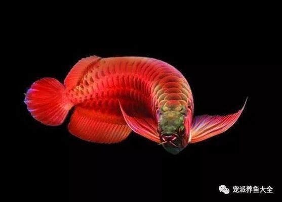 龍魚(yú)燒尾怎么處理：如何處理龍魚(yú)燒尾問(wèn)題