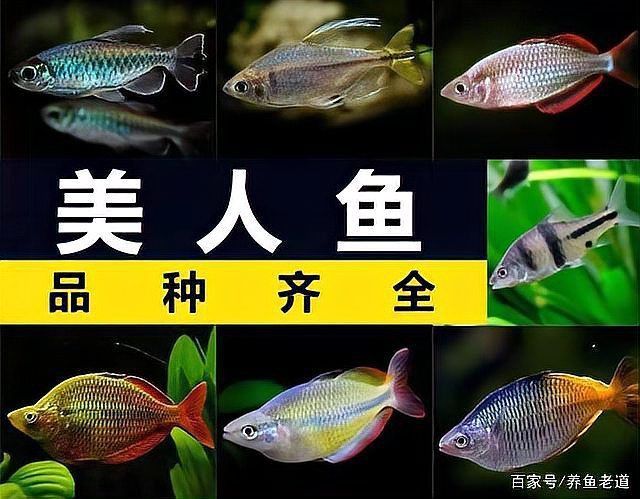 白金龍魚通常被視為觀賞魚，而非食用魚，：白金龍魚不能吃，白金龍魚能吃嗎？