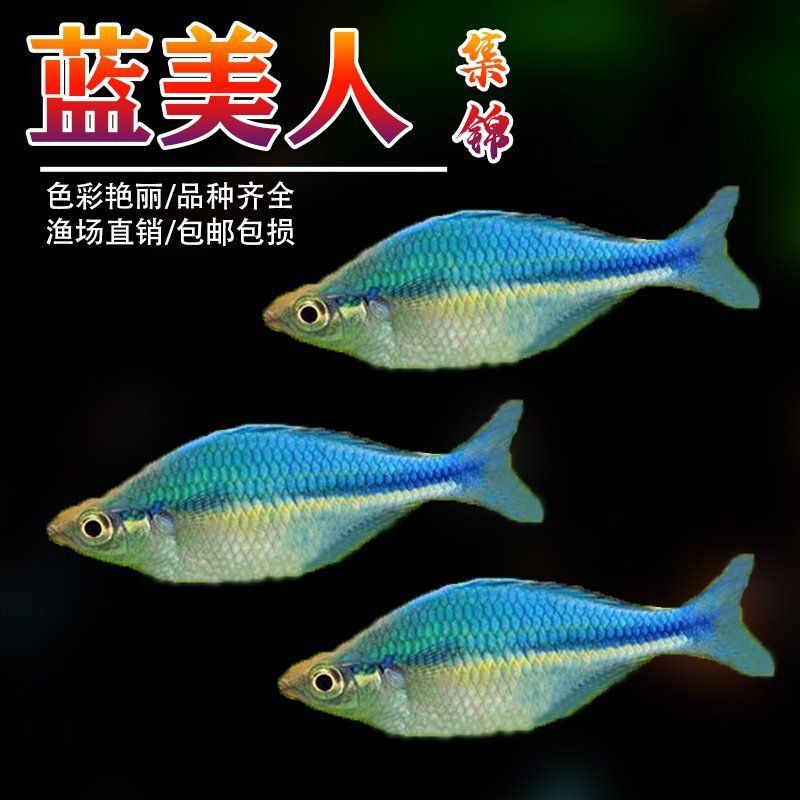 白金龍魚通常被視為觀賞魚，而非食用魚，：白金龍魚不能吃，白金龍魚能吃嗎？