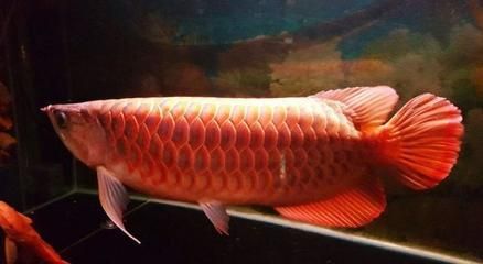 養龍魚有什么寓意和風水：養龍魚有什么寓意和風水作用養龍魚有什么寓意和風水作用