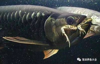 泥鰍怎么處理喂龍魚：泥鰍怎么處理喂龍魚泥鰍怎么處理喂龍魚