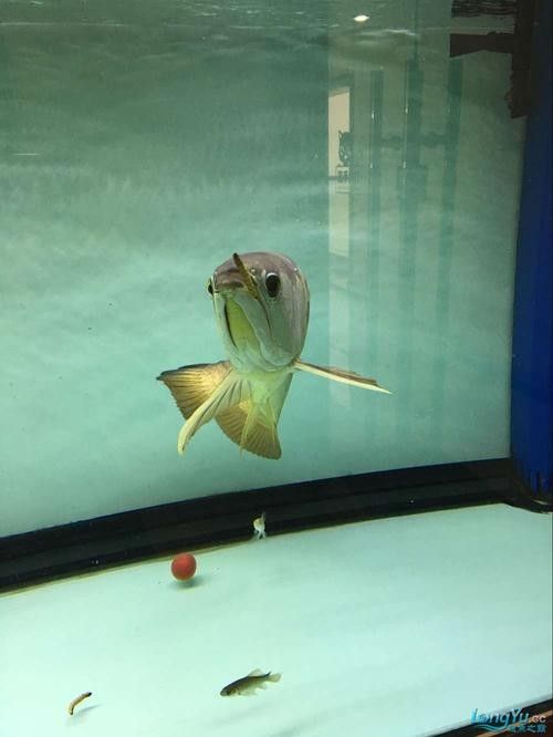 龍魚能和豬鼻龜混養嗎圖片欣賞