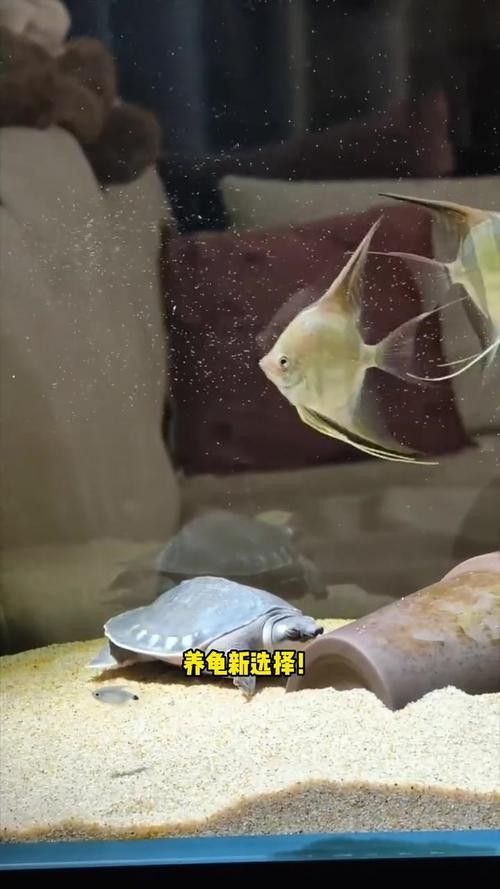 龍魚能和豬鼻龜混養(yǎng)嗎圖片欣賞