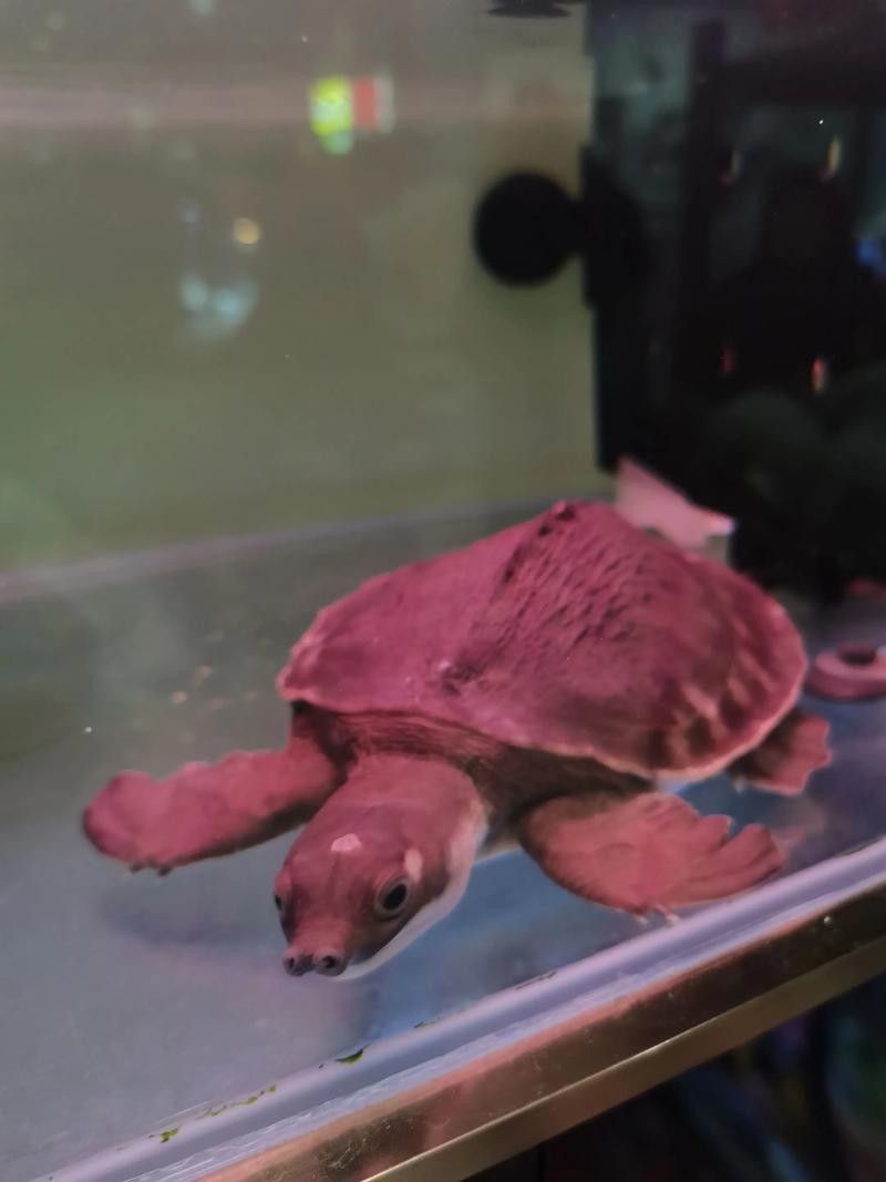 龍魚能和豬鼻龜混養嗎圖片欣賞