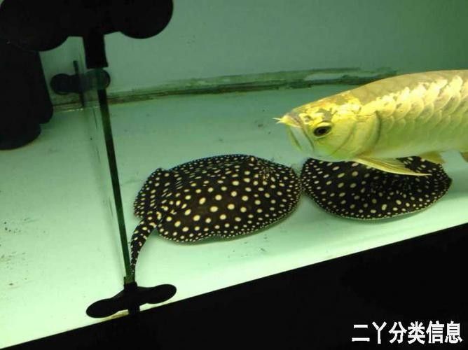 龍魚能和豬鼻龜混養嗎圖片欣賞