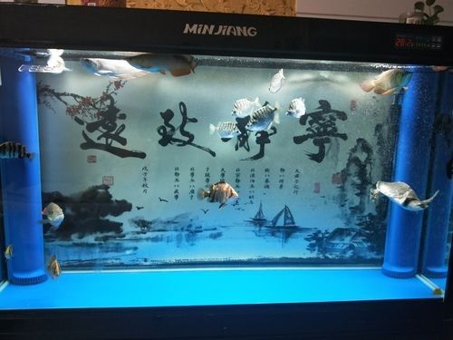 龍魚能和豬鼻龜混養嗎圖片欣賞