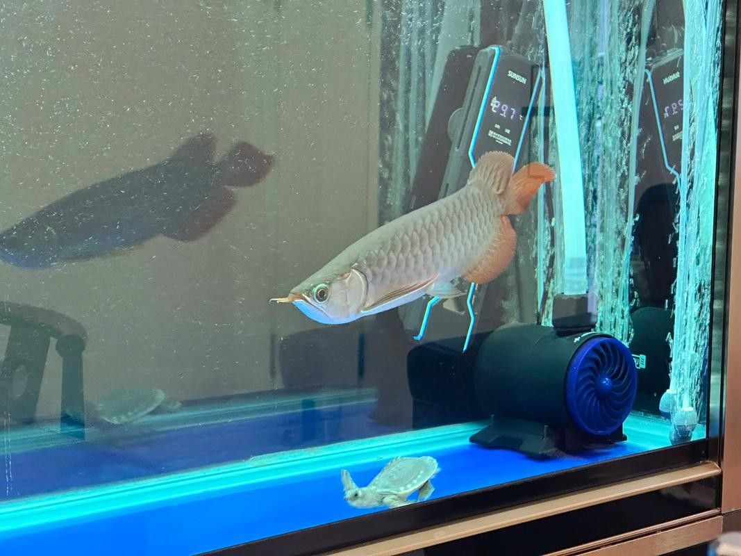 龍魚能和豬鼻龜混養嗎圖片欣賞