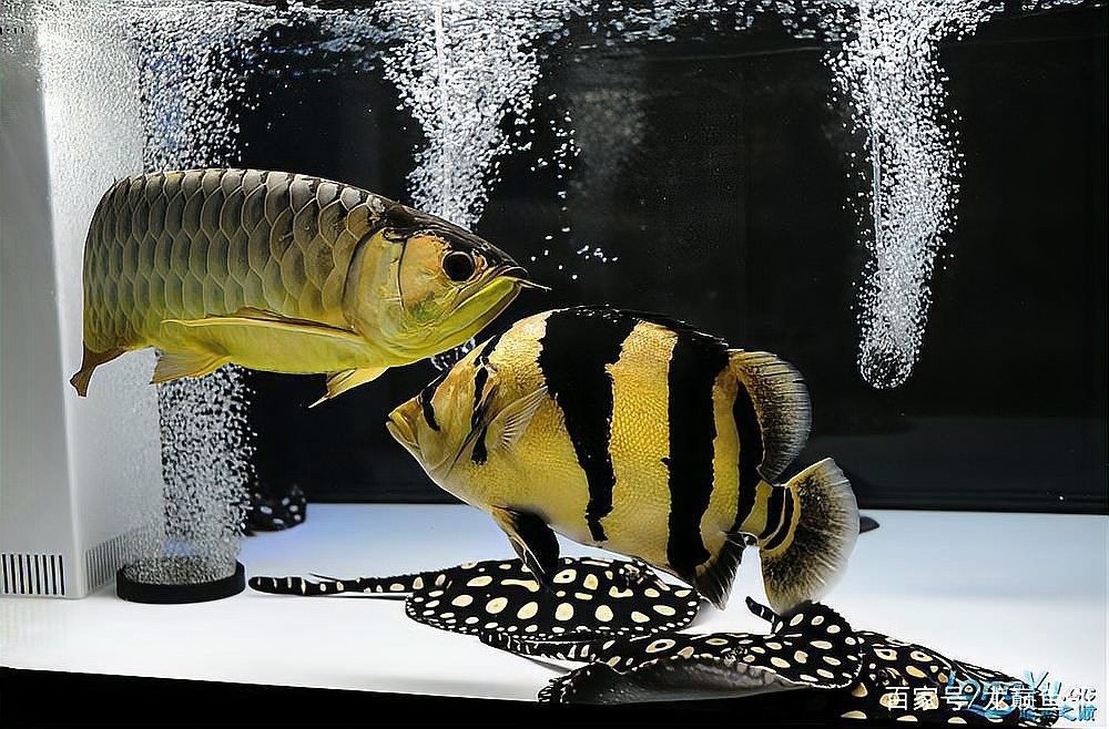 龍魚能和豬鼻龜混養嗎圖片欣賞