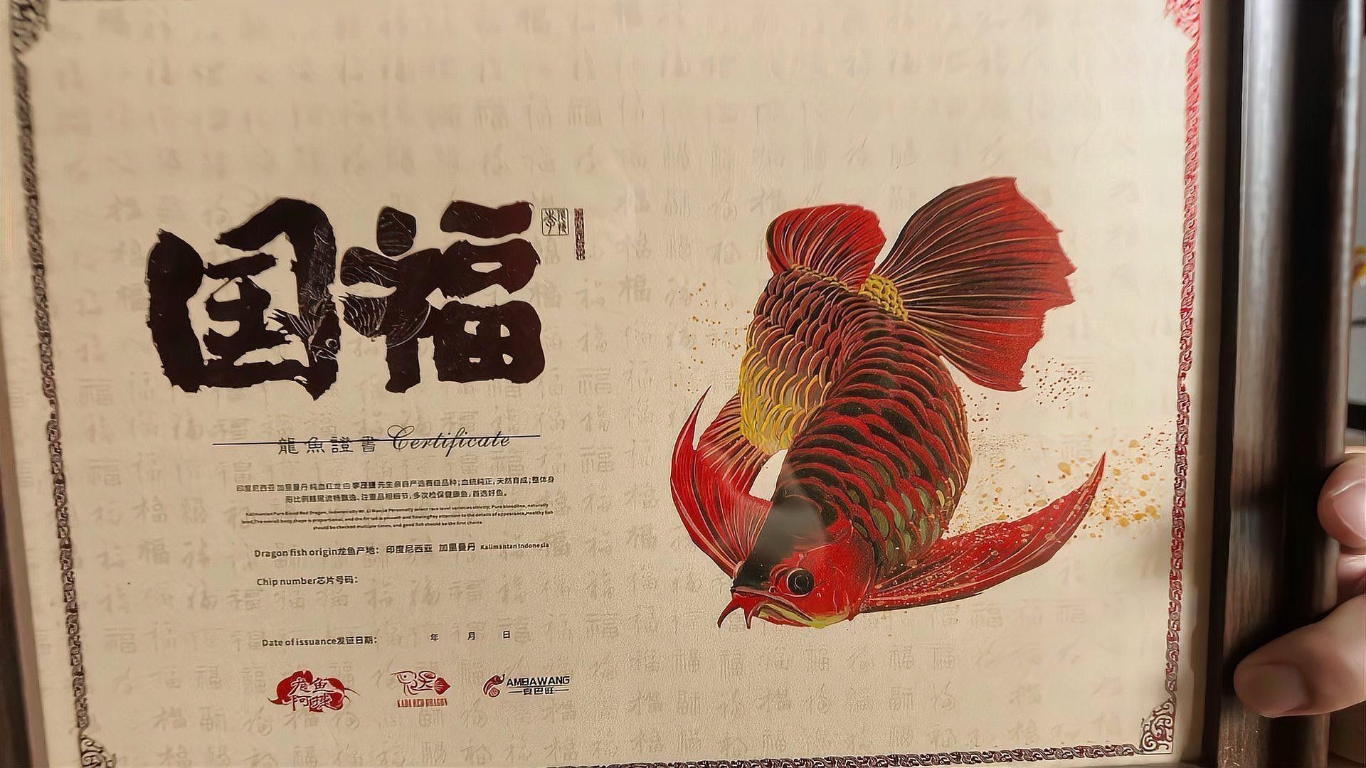短身紅龍魚吃什么食物最好