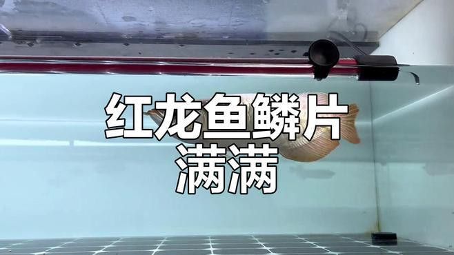 短身紅龍魚吃什么食物最好