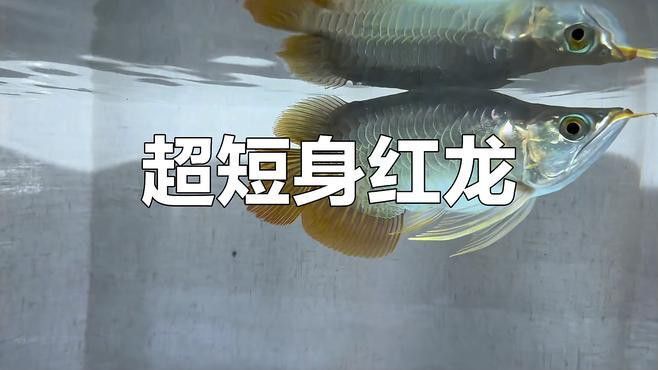 短身紅龍魚吃什么食物最好