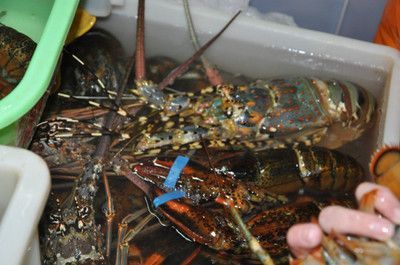 澳龍能在魚缸養嗎：澳龍在魚缸中養殖澳龍的關鍵因素是養殖澳龍的關鍵因素