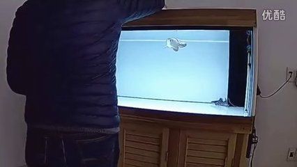 六角恐龍魚可以喂紅蟲嗎