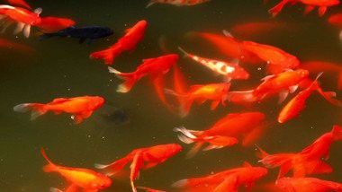 有沒有紅龍魚視頻腳本模板？