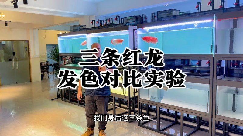 有沒有紅龍魚視頻腳本模板？