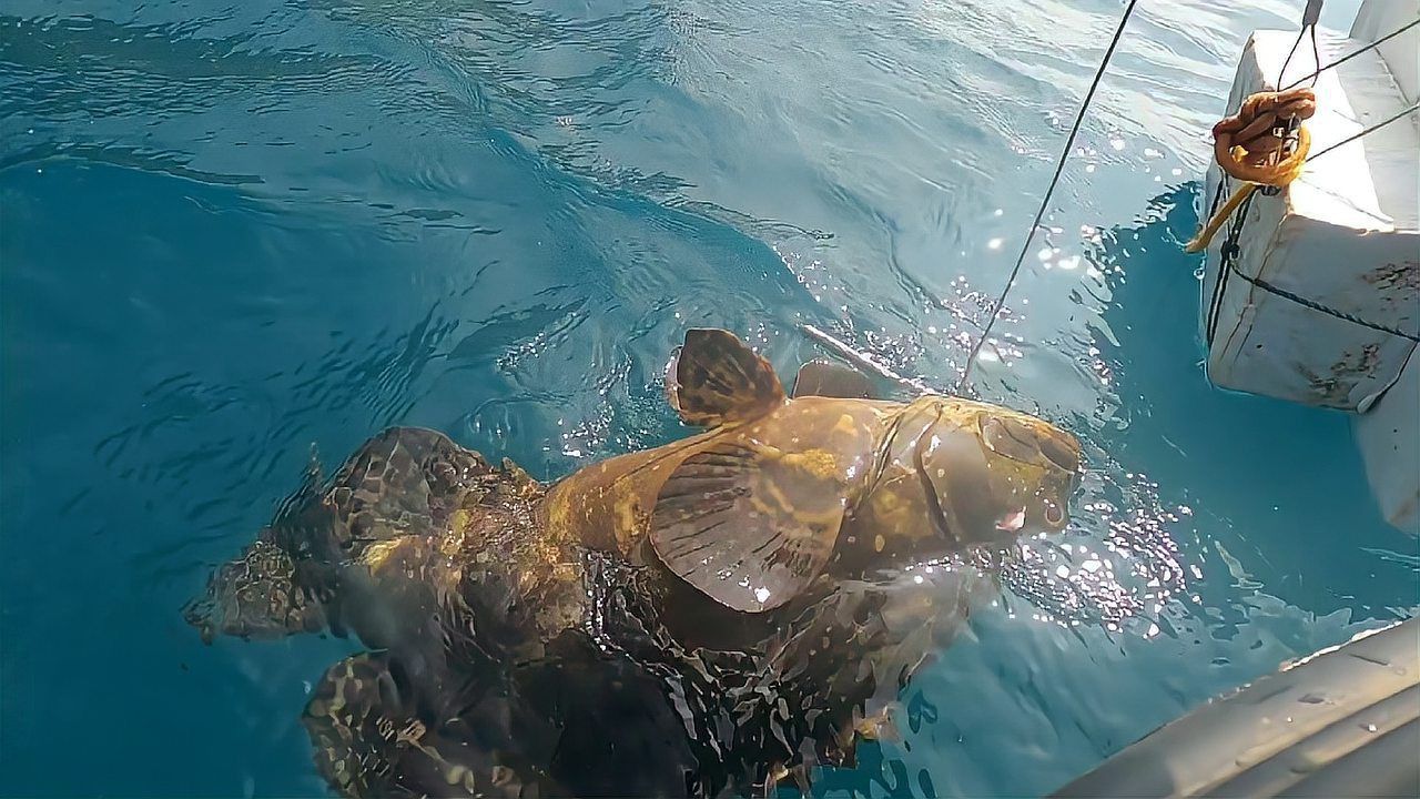 龍躉魚怎樣無毒處理