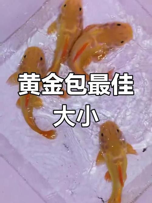 招財貓魚和龍魚能混養嗎圖片欣賞