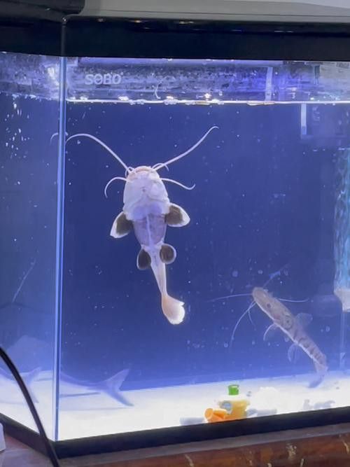 招財貓魚和龍魚能混養嗎圖片欣賞