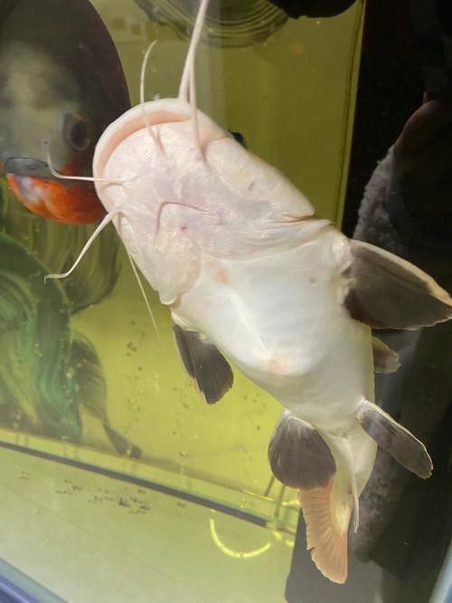 招財貓魚和龍魚能混養嗎圖片欣賞