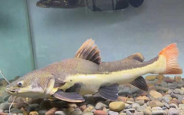 招財貓魚和龍魚能混養嗎圖片欣賞