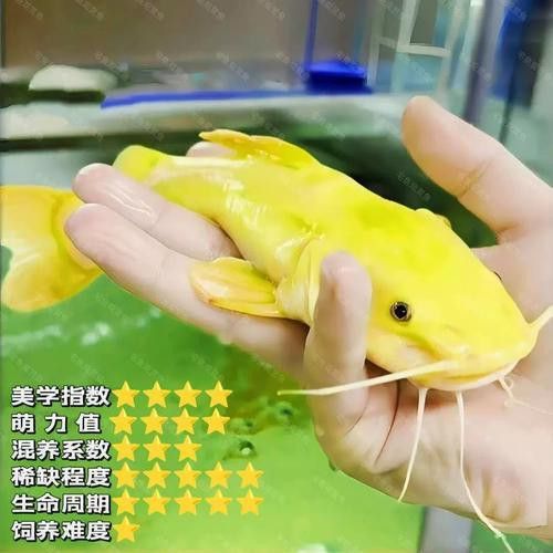 招財貓魚和龍魚能混養嗎圖片欣賞