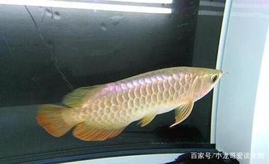 龍魚怎么喂不兜嘴的食物：如何預防龍魚兜嘴