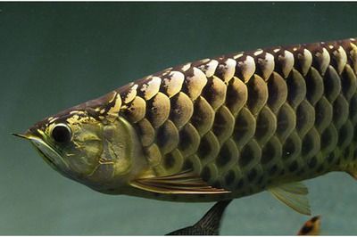 龍魚粗框和細框的區別：粗框龍魚和細框龍魚在鱗片結構、發色、養殖難度和市場價值差異