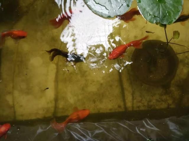 小龍魚苗喂什么魚食好：小龍魚喂什么魚食好