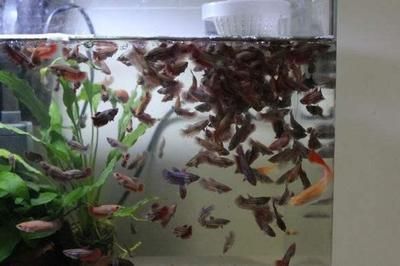 小龍魚苗喂什么魚食好：小龍魚喂什么魚食好