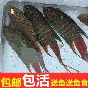小龍魚苗喂什么魚食好：小龍魚喂什么魚食好
