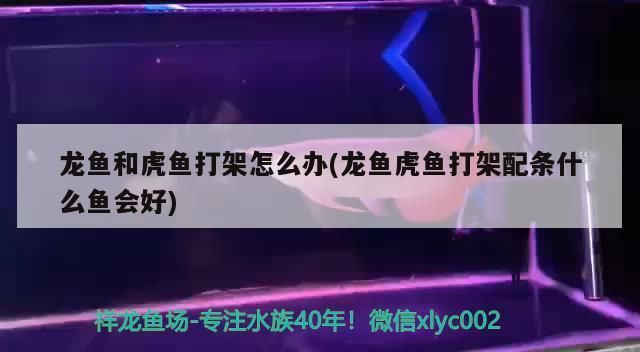 龍魚和虎魚打架加配魚：如何防止龍魚和虎魚打架