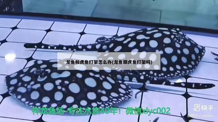 龍魚和虎魚打架加配魚：如何防止龍魚和虎魚打架