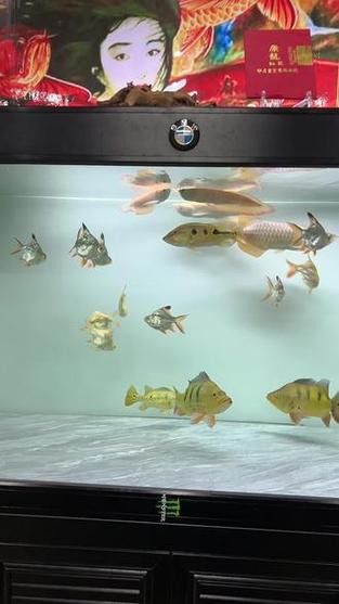 一條龍魚配一條虎魚有說法嗎圖片視頻