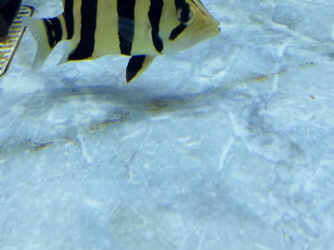 一條龍魚配一條虎魚有說法嗎圖片視頻