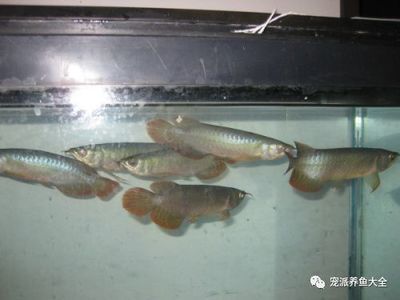 養龍魚養單還是養雙：養龍魚養單還是養雙，風水學上也有養單不養雙的說法