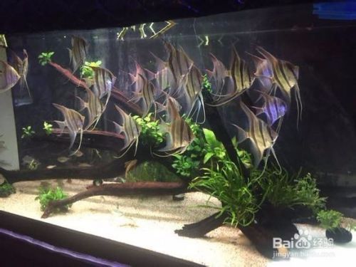 龍魚爛尾巴最簡單治療：龍魚爛尾巴怎么辦