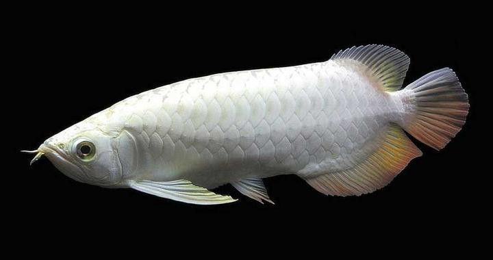 金龍魚血龍魚