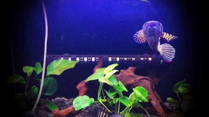 黃金眼鏡蛇雷龍魚壽命（如何提高黃金眼鏡蛇雷龍魚的壽命）