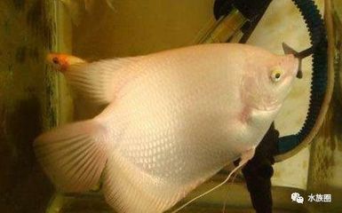 龍魚怎么拉屎：關于龍魚排便的一些詳細信息