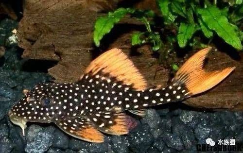 銀版魚最佳飼養環境：銀版魚的最佳飼養環境