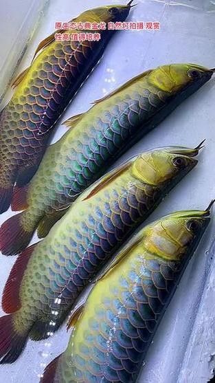 金龍魚用金色的燈好嗎圖片大全