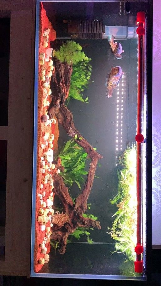 金龍魚用金色的燈好嗎圖片大全